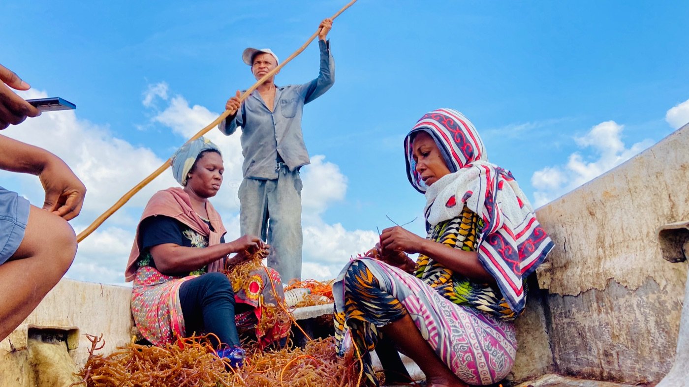 A group of seaweed farmers processing and tying harvested lines together on the Tanga coast